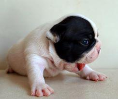 Cachorro bulldog frances, pequeño, bonito, cachorrito, bebe