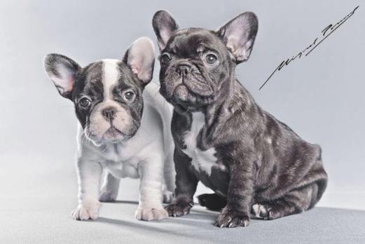 cachorros bulldog frances, color blanco y negro, atigrado, cachorritos