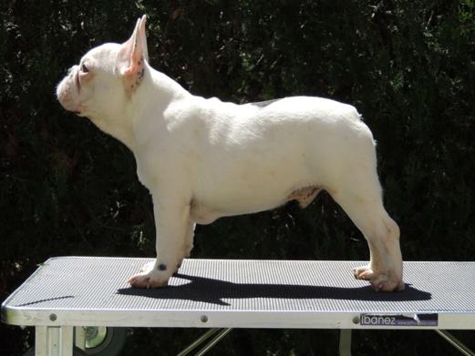 Bulldog frances joven blanco y negro, cachorro, colores