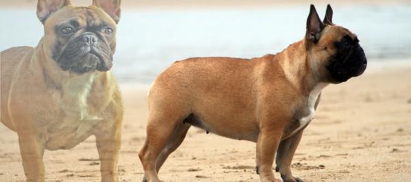 bulldog frances hembra, adulto, color fawn rojo