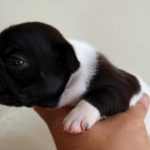 Bulldog frances cachorro, cachorrito, colores, blanco y negro