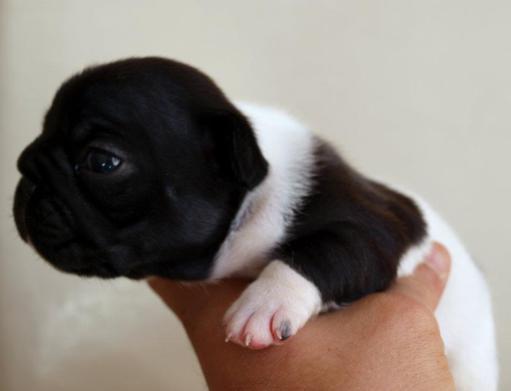 Bulldog frances cachorro, cachorrito, colores, blanco y negro