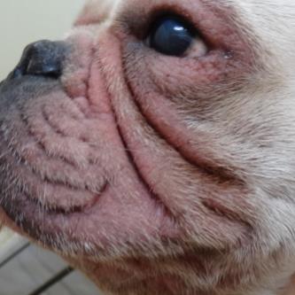 dermatitis en la cara de un perro