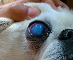 enfermedades frecuentes en los ojos