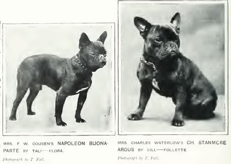 el origen del bulldog frances