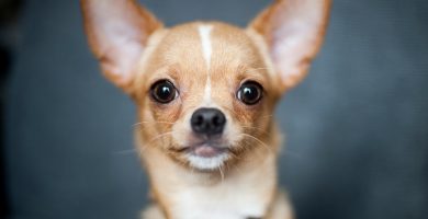 Chihuahua pelo corto