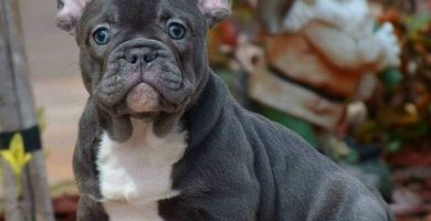 bonito cachorro de ojos azules de bulldog frances, perros, comprar, blue