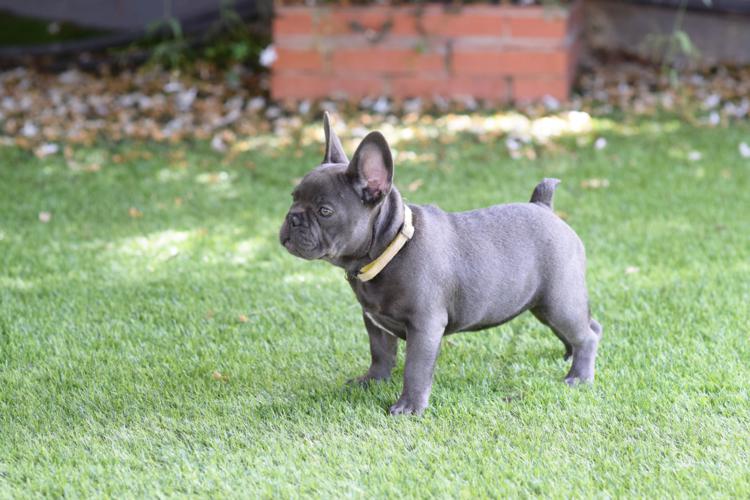 cachorrita de bulldog frances blue de 4 meses de edad