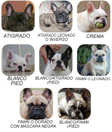 colores del bulldog frances, cabezas de diferentes color