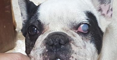 Glaucoma en perros bulldog frances