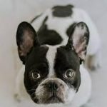 fotos Conjuntivitis en perros bulldog frances