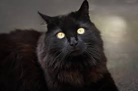 Foto de Gato de Angora negro