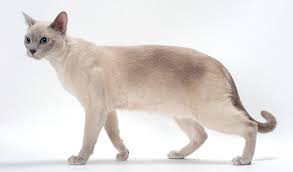 Foto de gato tonkines color crema