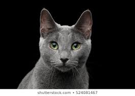 Foto del Gato azul ruso cara