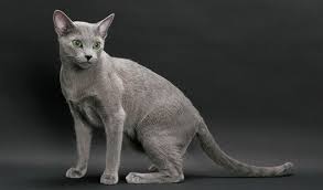 Imagen de las características del Gato Azul ruso