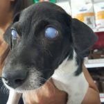 ojo azul en perro