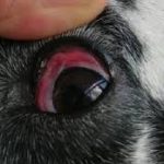 ojo rojo en perro