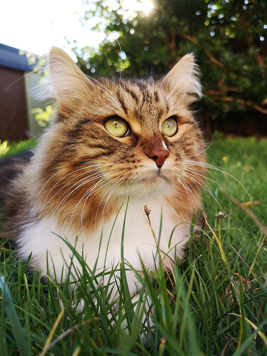 Foto gato siberiano de cara