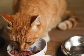 Imagen de gato van turco comiendo