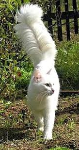 Imagen gato van turco paseando