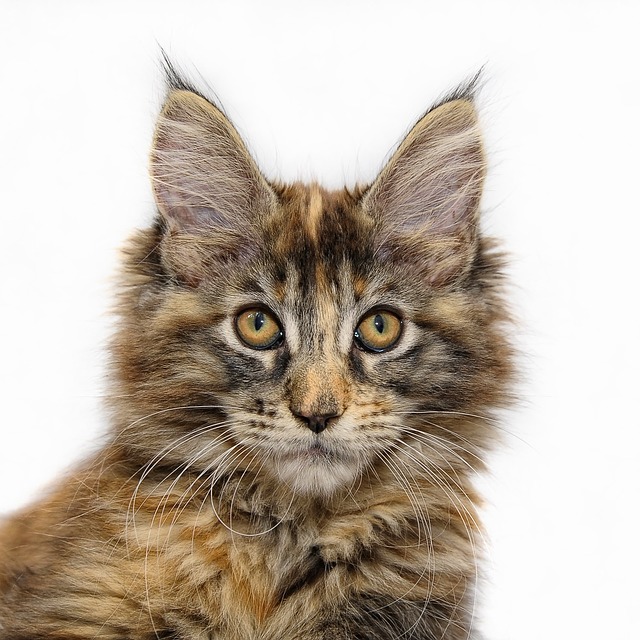 Joven gato maine coon
