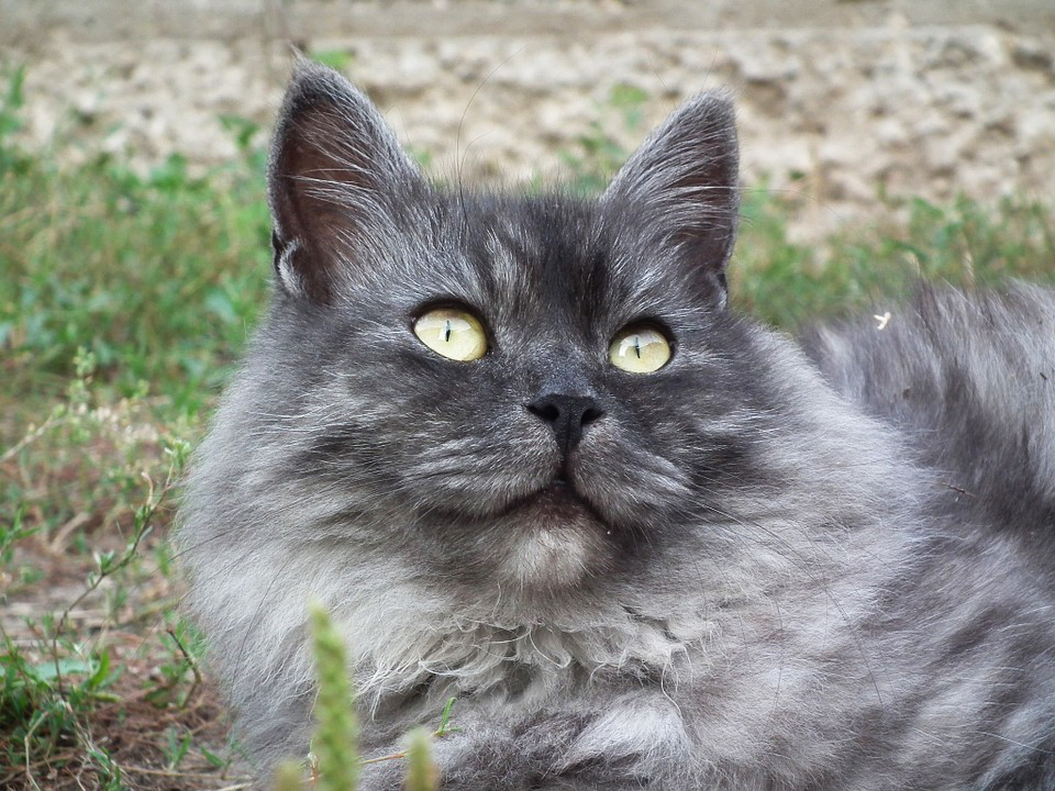 Preciosa imagen de cara gato siberiano