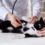 Cuidados de un gato con diabetes