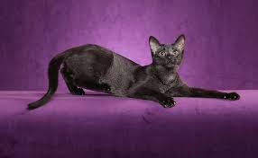 Imagen de Gato Chausie color negro